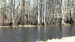 SC Swamp.jpg